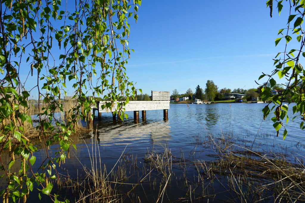 vårens björklöv vid bryggan