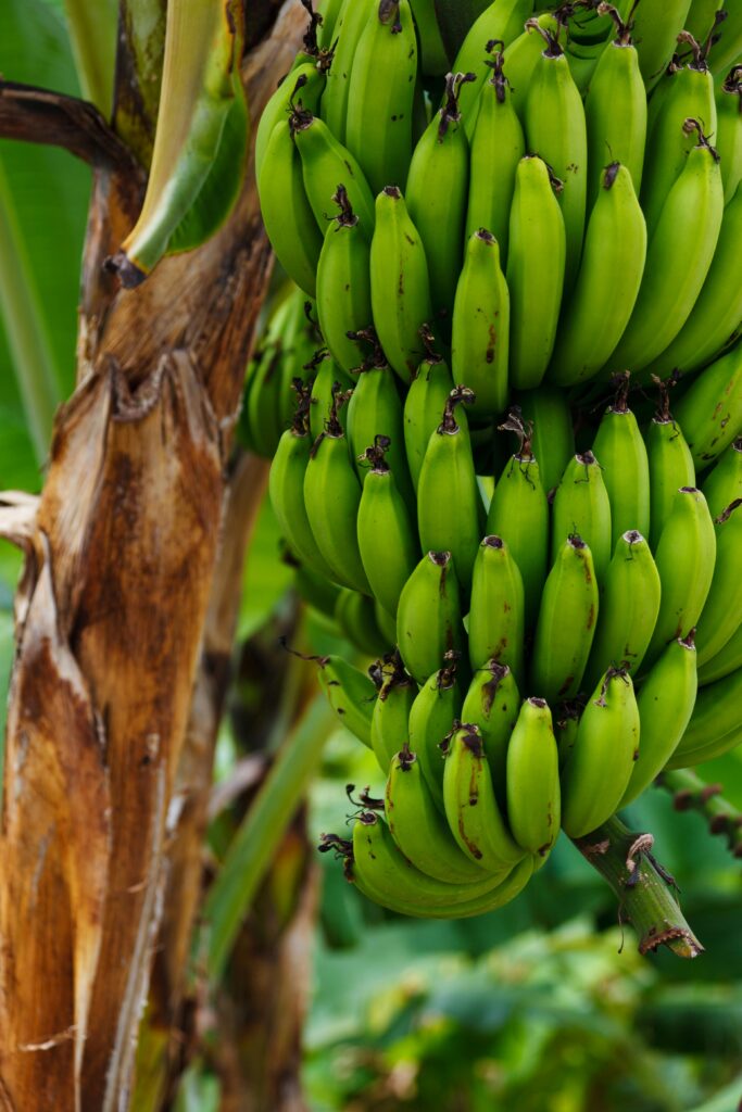 Bananer